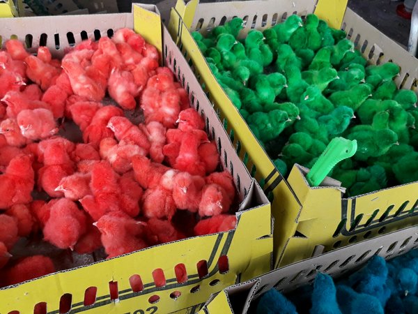 Detail Ayam Warna Warni Sudah Besar Nomer 32