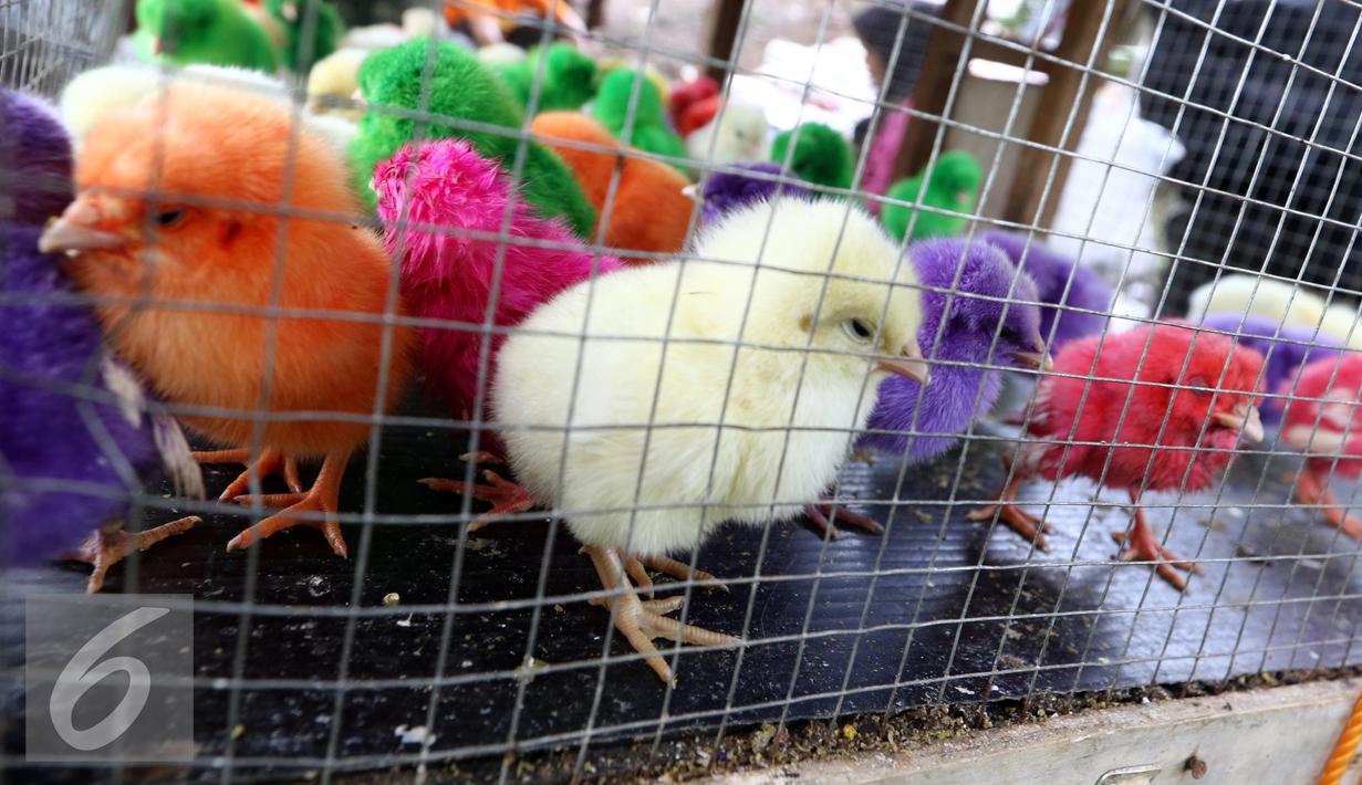 Detail Ayam Warna Warni Sudah Besar Nomer 40