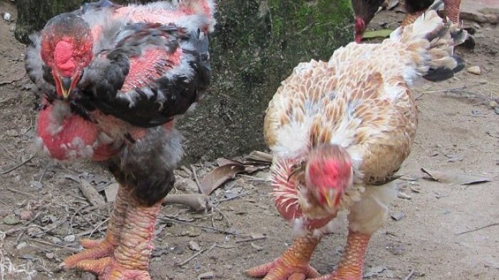 Detail Ayam Warna Warni Sudah Besar Nomer 45