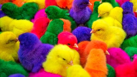 Detail Ayam Warna Warni Sudah Besar Nomer 46