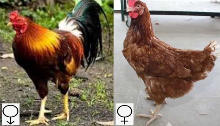 Detail Ayam Warna Warni Sudah Besar Nomer 49