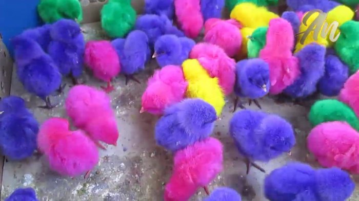 Detail Ayam Warna Warni Sudah Besar Nomer 50