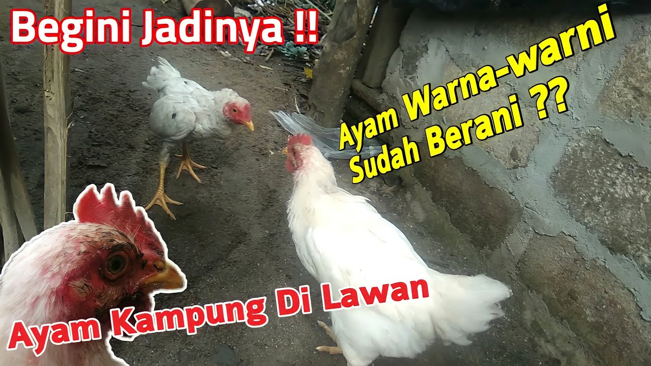 Detail Ayam Warna Warni Sudah Besar Nomer 7