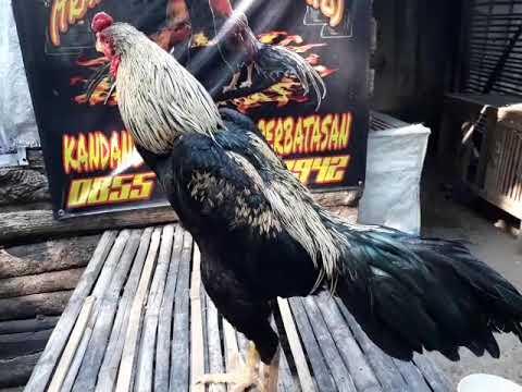 Ayam Wido Kemlandingan - KibrisPDR