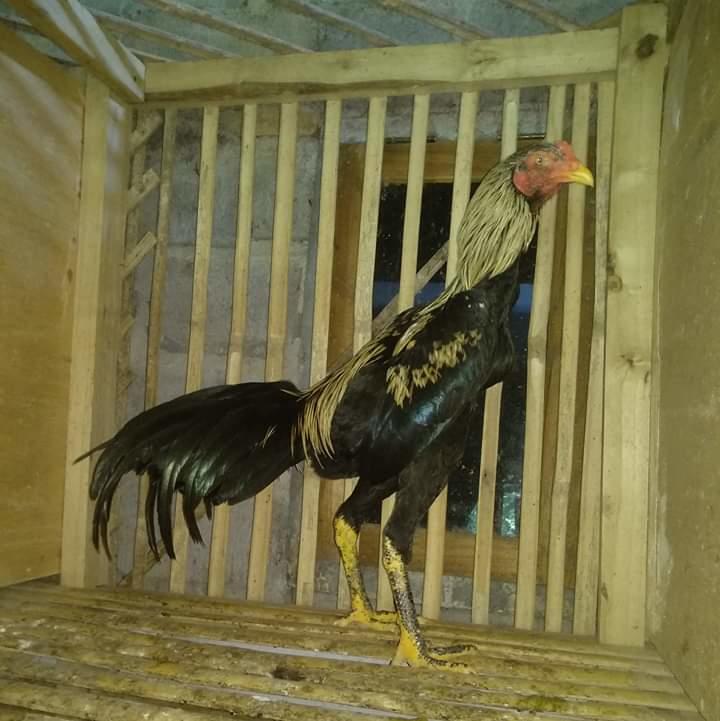 Detail Ayam Wido Kemlandingan Nomer 24