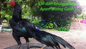 Detail Ayam Wiring Galih Nomer 42