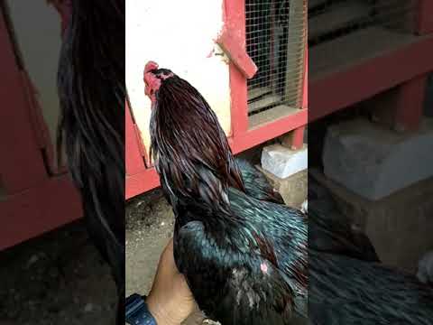Detail Ayam Wiring Galih Nomer 6