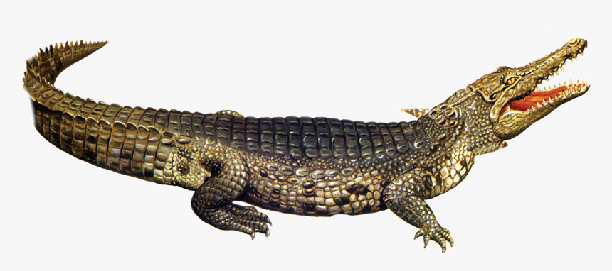 Baby Alligator Png - KibrisPDR