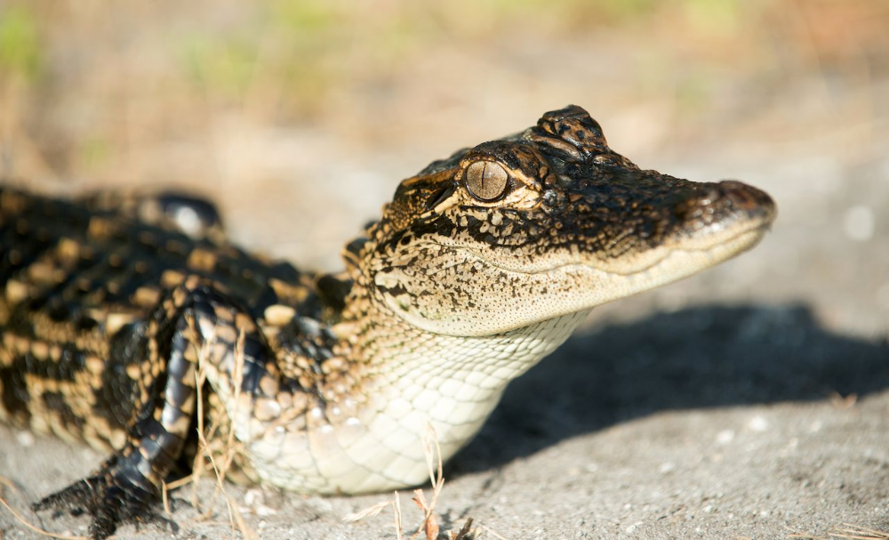 Detail Baby Alligator Png Nomer 17