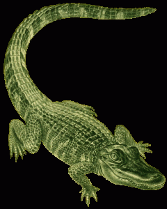 Detail Baby Alligator Png Nomer 38