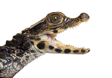 Detail Baby Alligator Png Nomer 39
