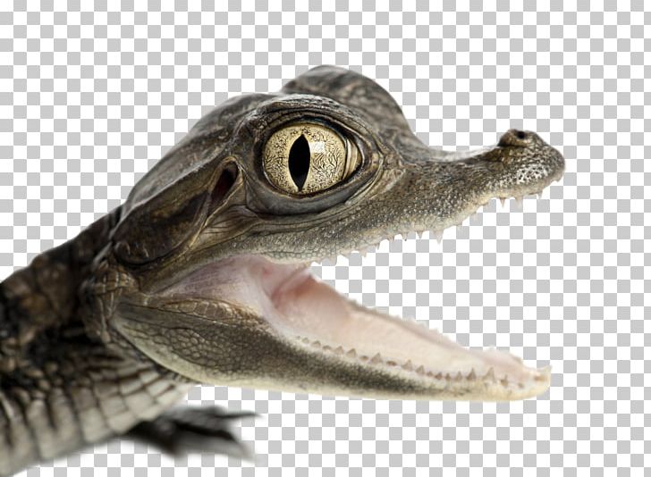 Detail Baby Alligator Png Nomer 42