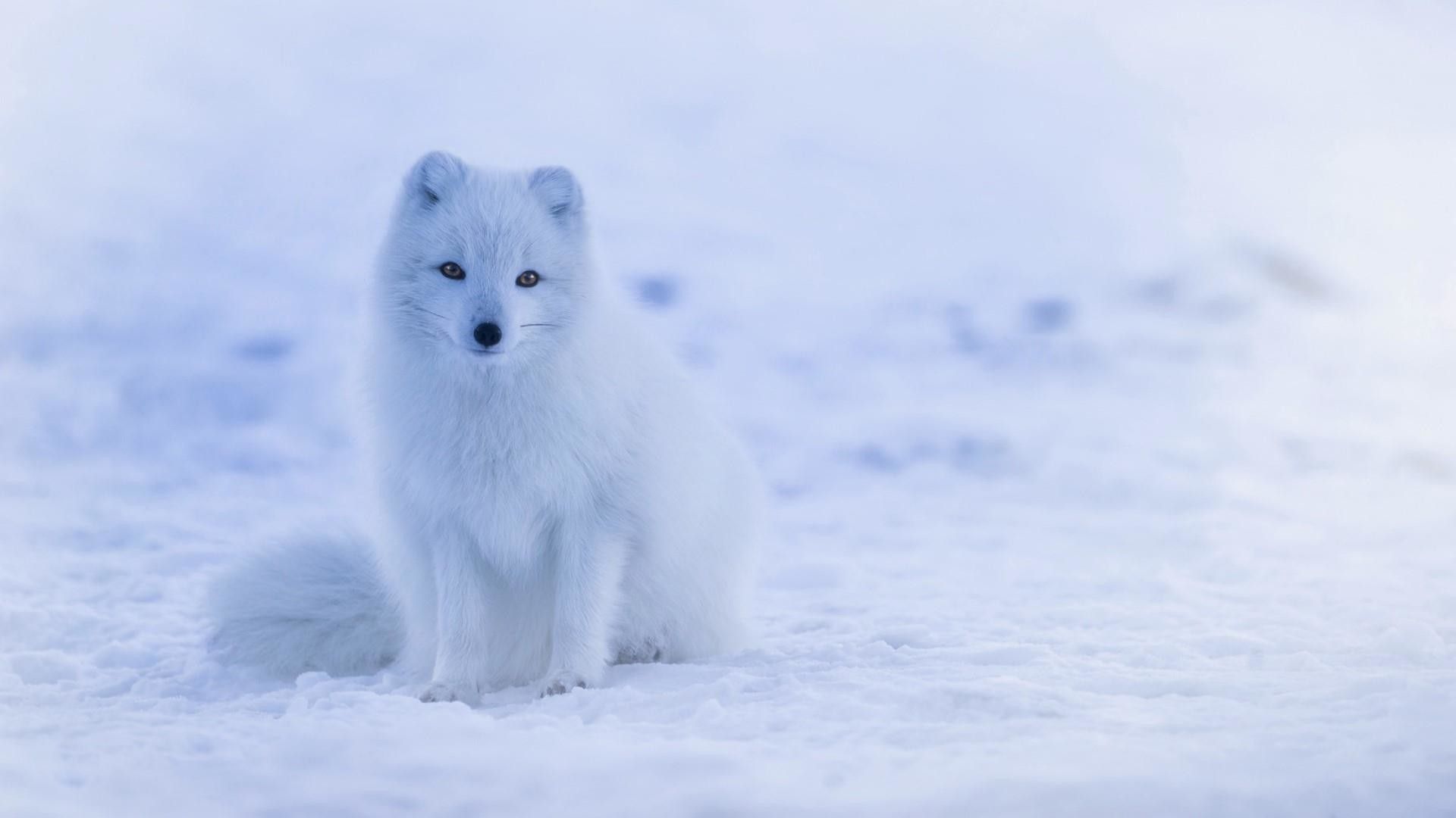 Detail Baby Arctic Fox Wallpaper Nomer 2