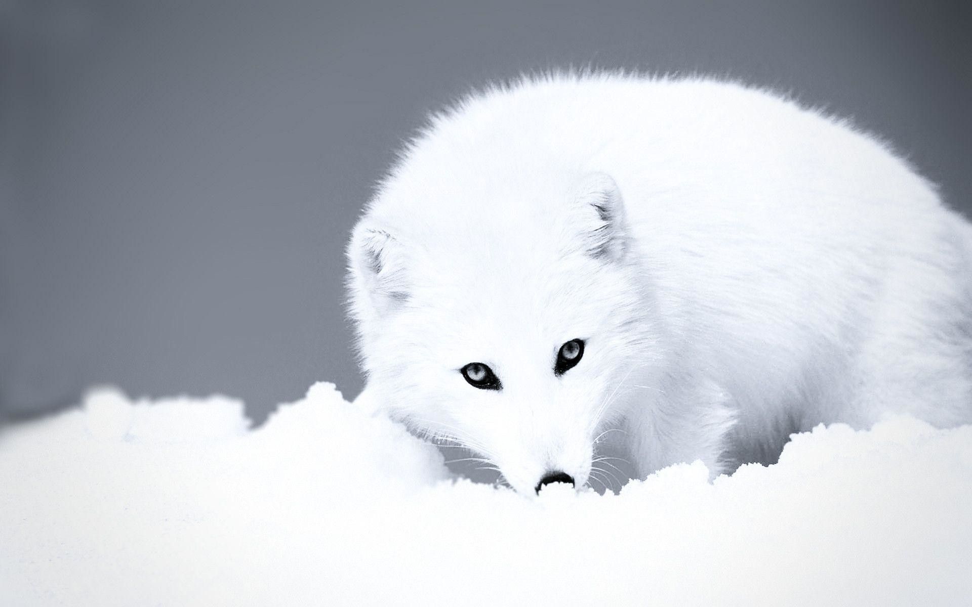 Detail Baby Arctic Fox Wallpaper Nomer 14