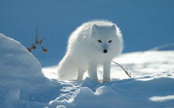 Detail Baby Arctic Fox Wallpaper Nomer 15