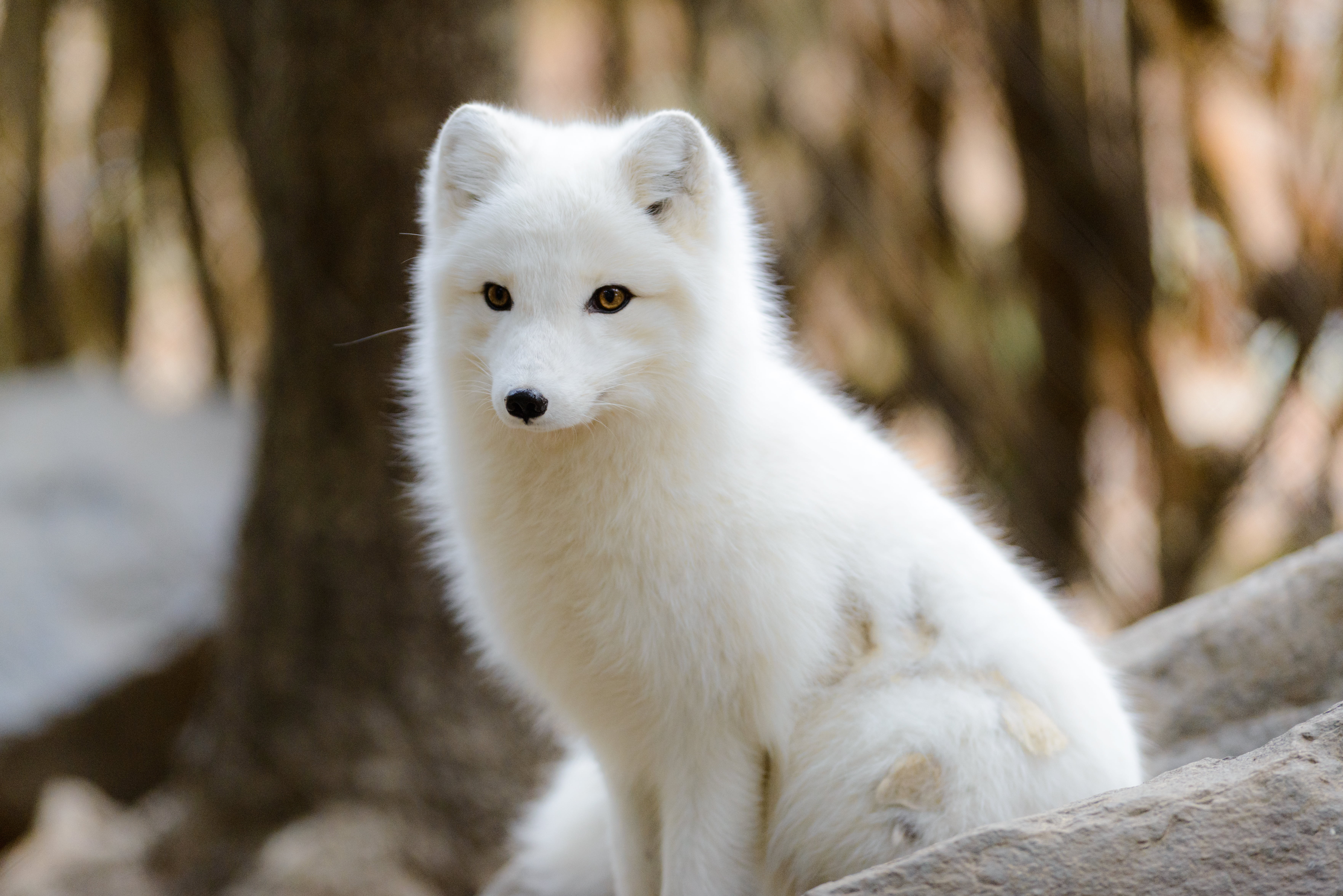 Detail Baby Arctic Fox Wallpaper Nomer 24