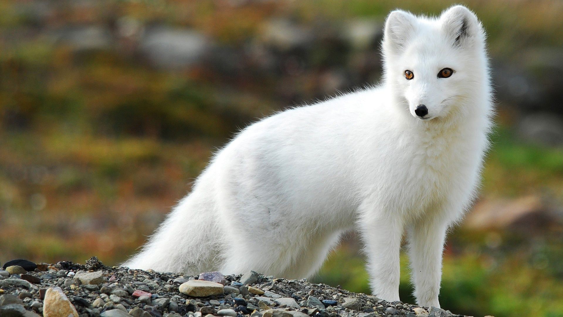 Detail Baby Arctic Fox Wallpaper Nomer 35