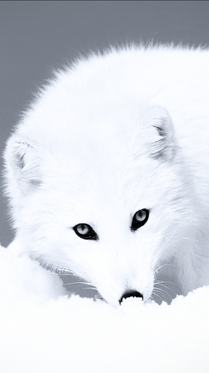 Detail Baby Arctic Fox Wallpaper Nomer 46