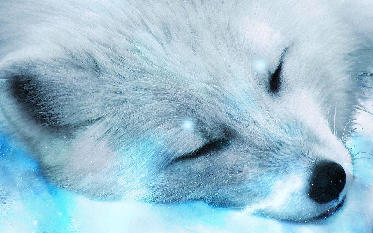 Detail Baby Arctic Fox Wallpaper Nomer 6