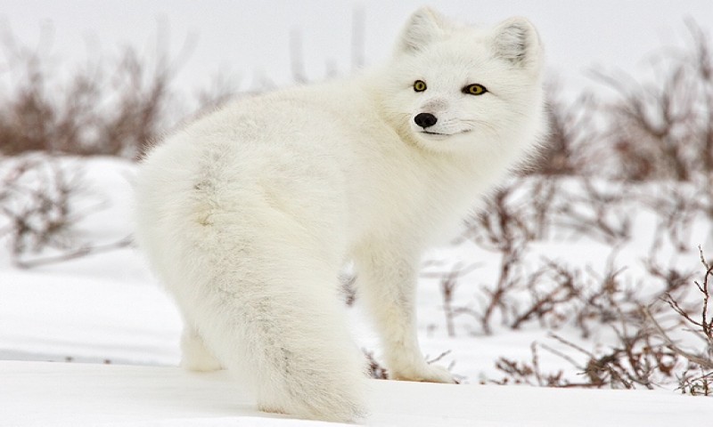 Detail Baby Arctic Fox Wallpaper Nomer 58