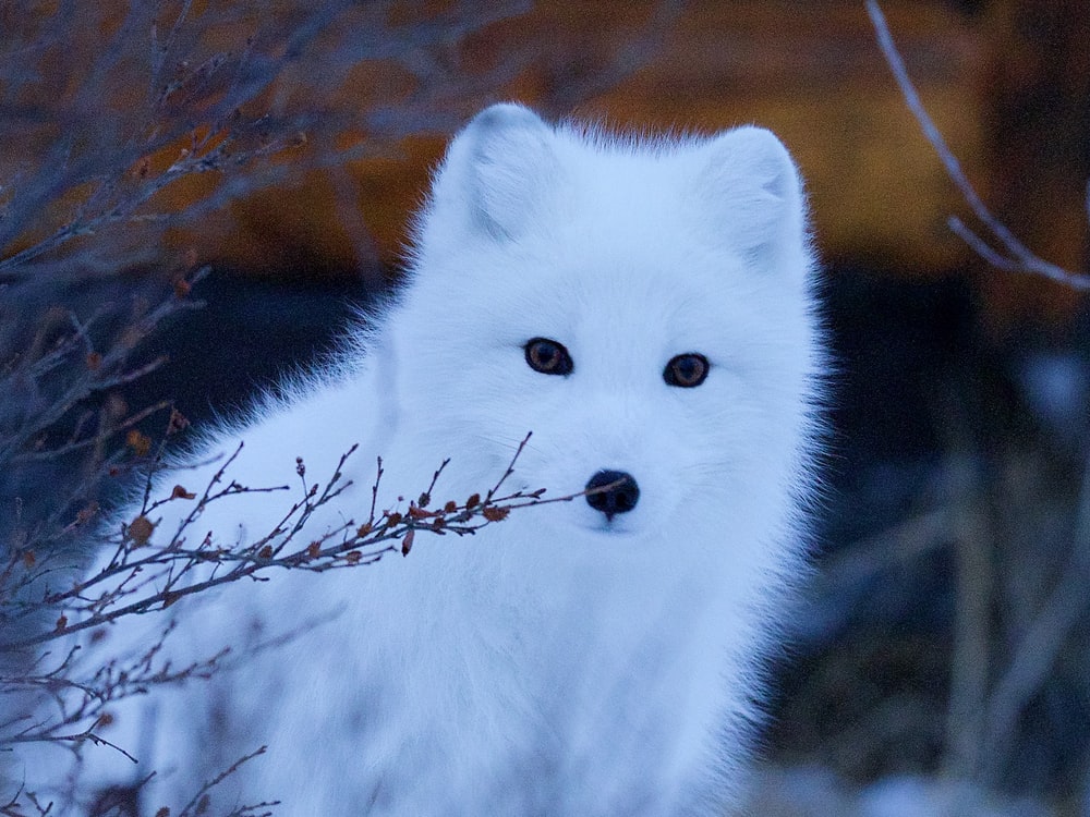 Detail Baby Arctic Fox Wallpaper Nomer 7