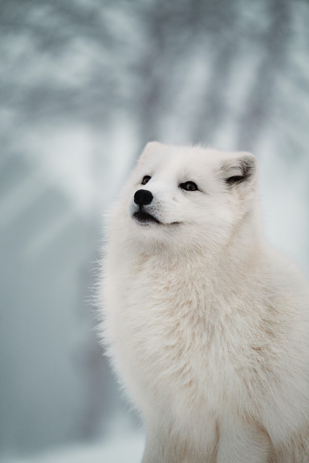 Detail Baby Arctic Fox Wallpaper Nomer 9