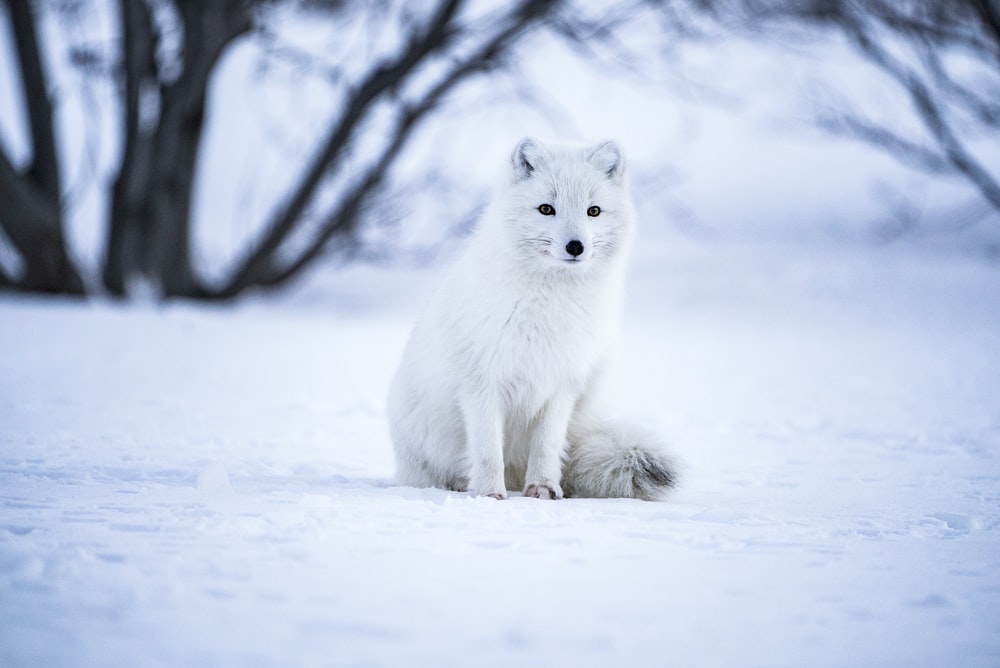 Detail Baby Arctic Fox Wallpaper Nomer 10