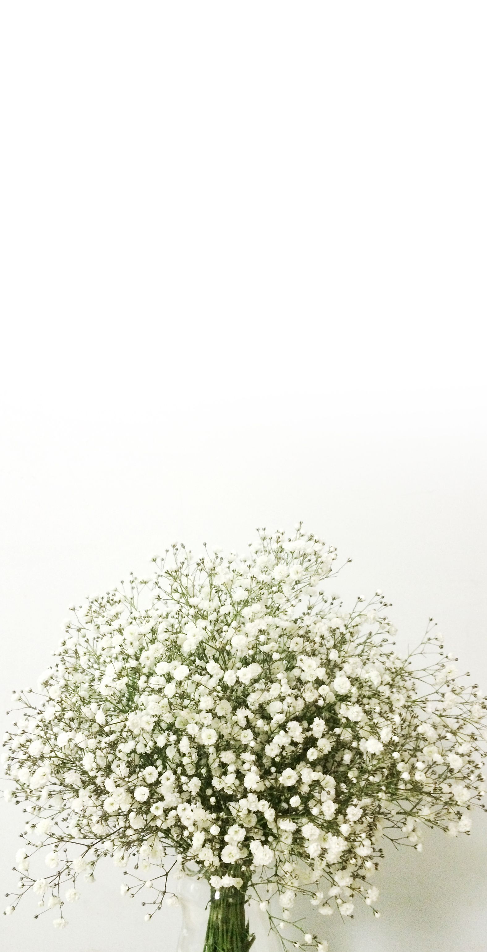 Detail Baby Breath Wallpaper Nomer 5