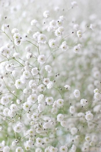 Detail Baby Breath Wallpaper Nomer 7