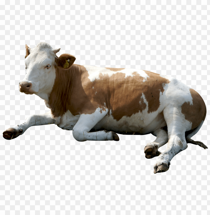 Detail Baby Cow Png Nomer 15