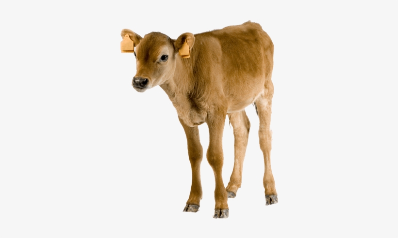 Detail Baby Cow Png Nomer 26