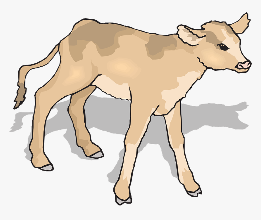 Detail Baby Cow Png Nomer 34