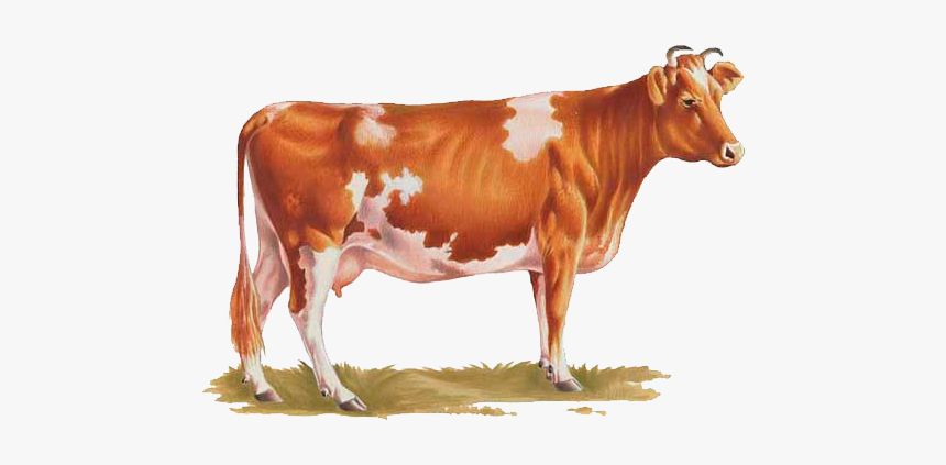 Detail Baby Cow Png Nomer 46