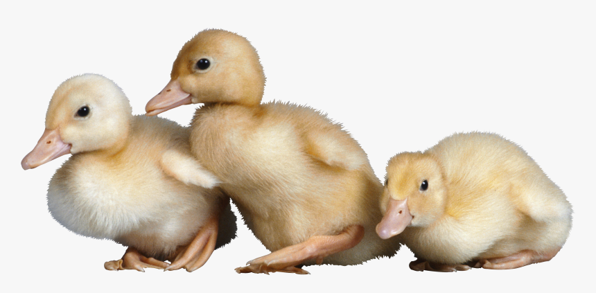 Detail Baby Duck Png Nomer 10