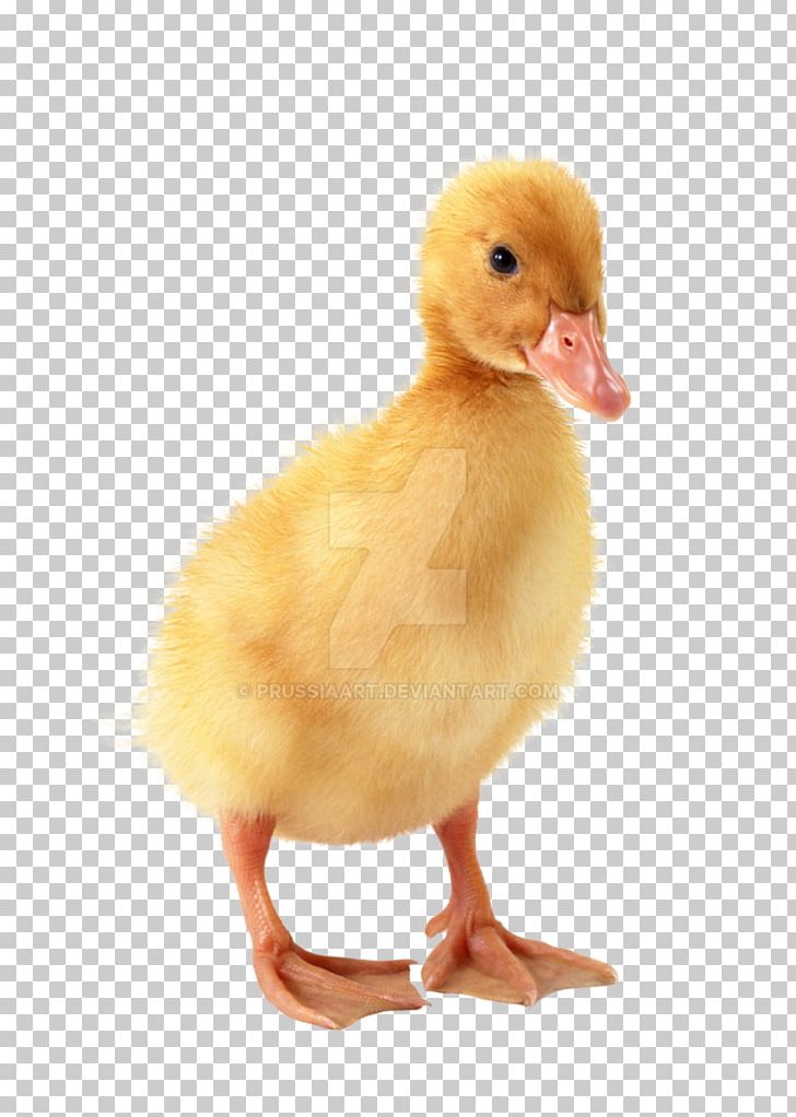 Detail Baby Duck Png Nomer 11