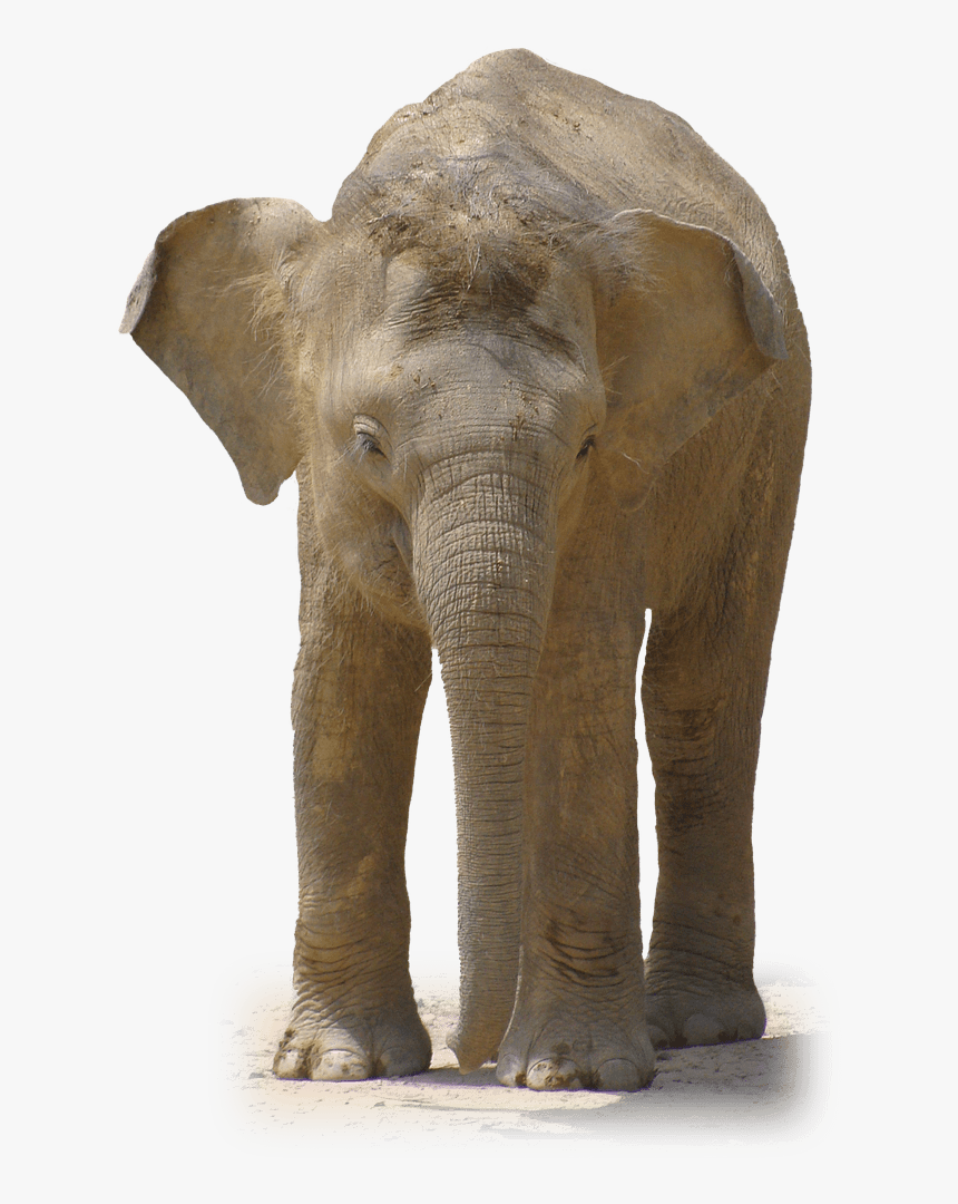 Detail Baby Elephant Png Images Nomer 57