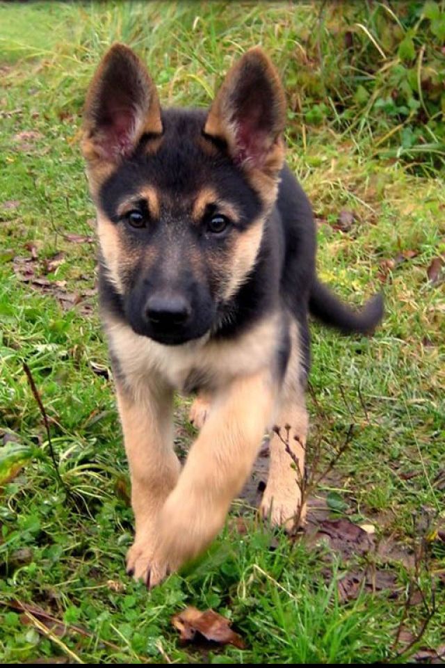 Baby German Shepherd Pictures - KibrisPDR