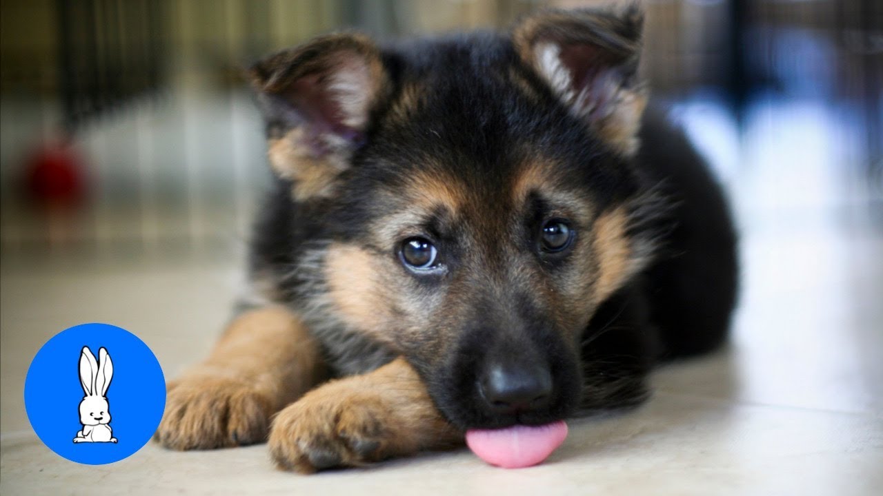 Detail Baby German Shepherd Pictures Nomer 2