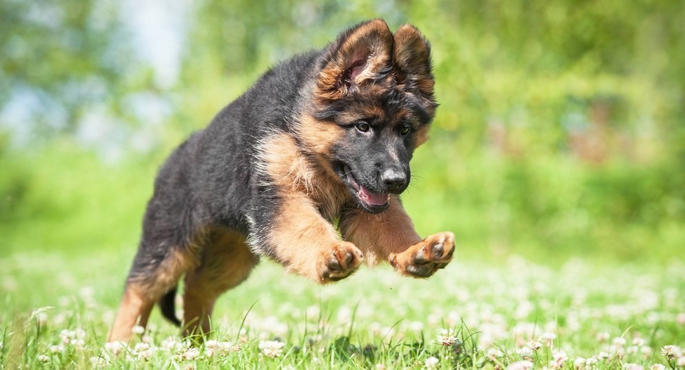 Detail Baby German Shepherd Pictures Nomer 23