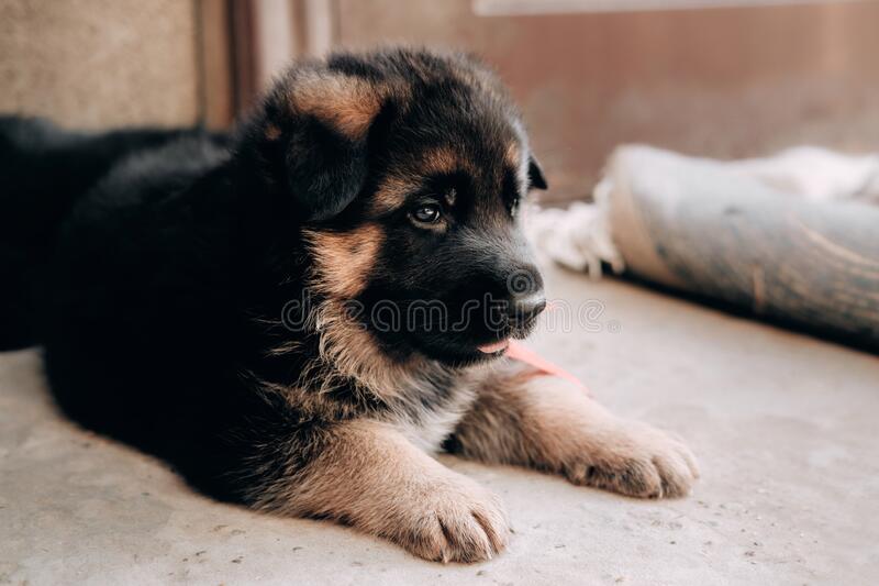 Detail Baby German Shepherd Pictures Nomer 29