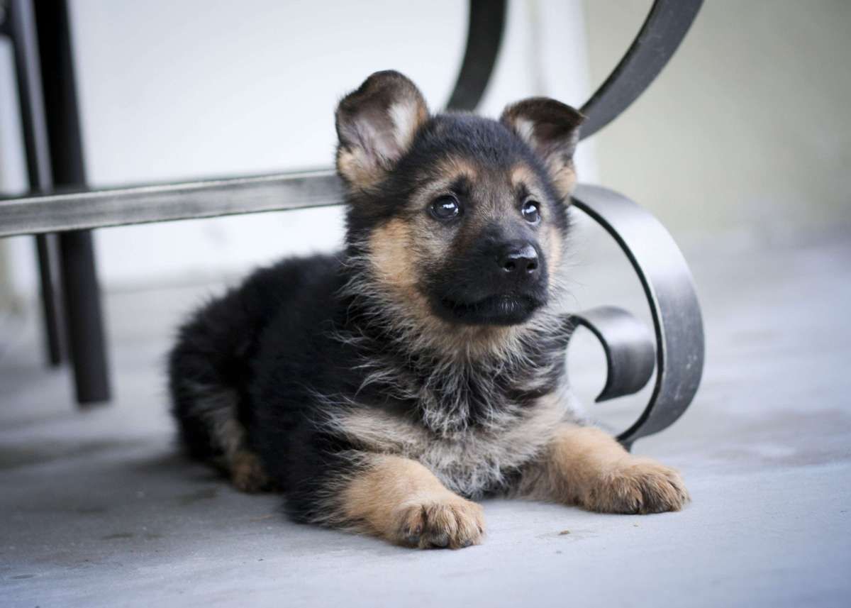 Detail Baby German Shepherd Pictures Nomer 4