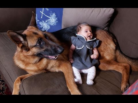 Detail Baby German Shepherd Pictures Nomer 33