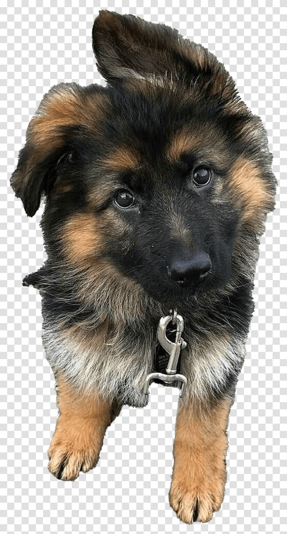 Detail Baby German Shepherd Pictures Nomer 38