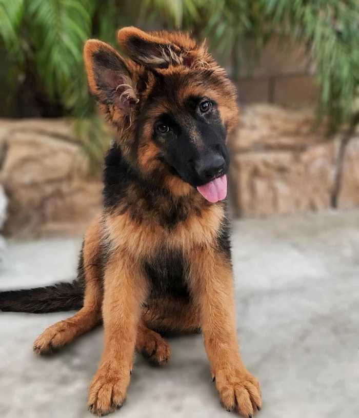 Detail Baby German Shepherds Pictures Nomer 16