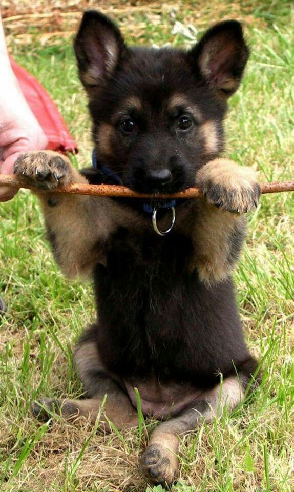 Detail Baby German Shepherds Pictures Nomer 24