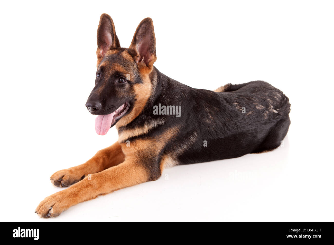 Detail Baby German Shepherds Pictures Nomer 37