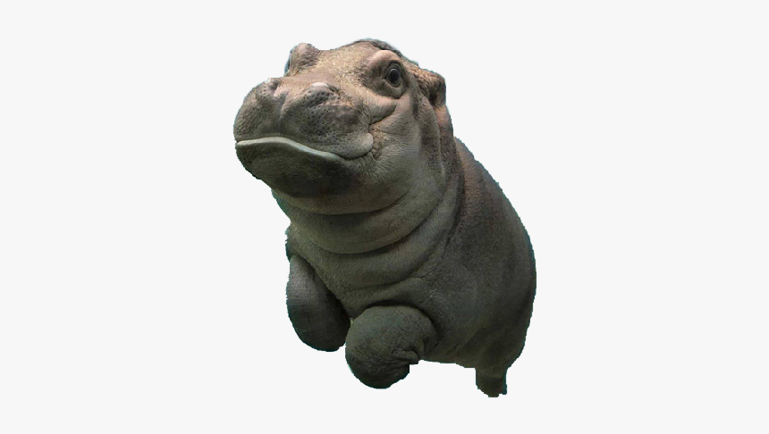 Baby Hippo Png - KibrisPDR