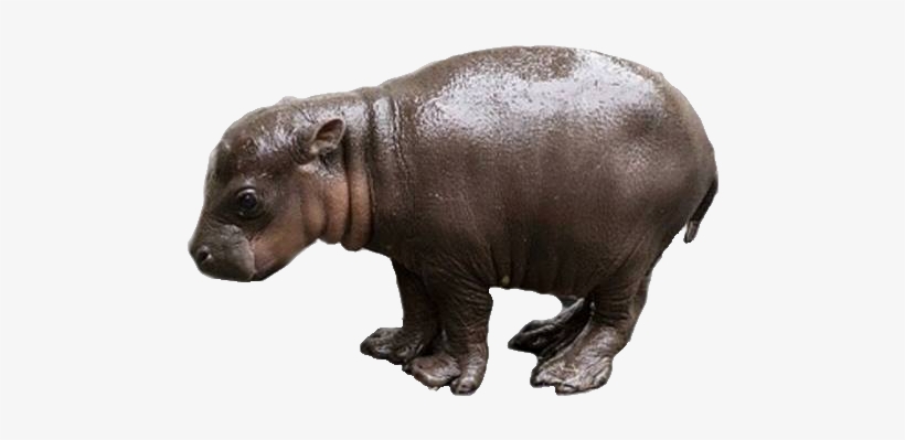 Detail Baby Hippo Png Nomer 2