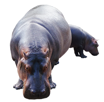 Detail Baby Hippo Png Nomer 14