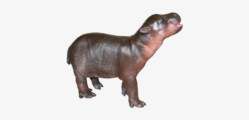 Detail Baby Hippo Png Nomer 3